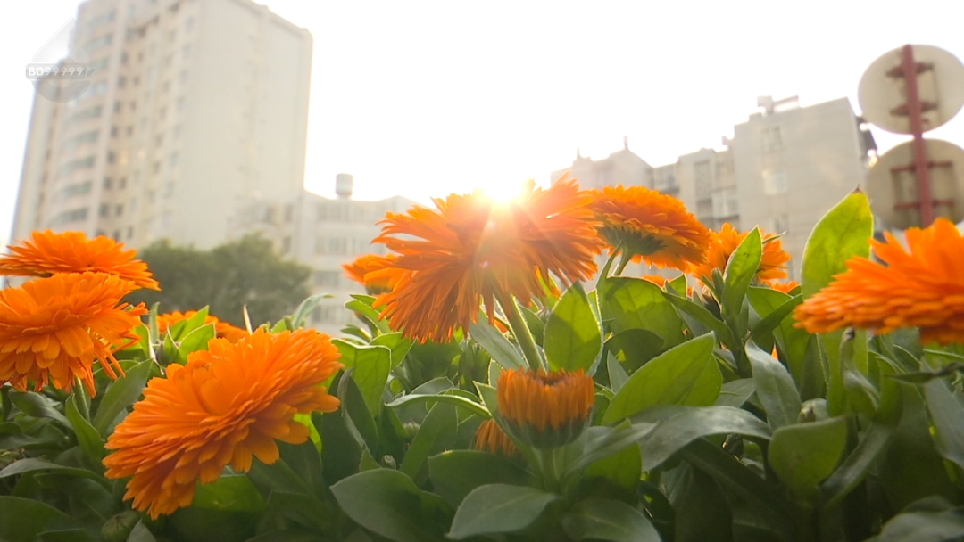 8099999街头巷尾微信