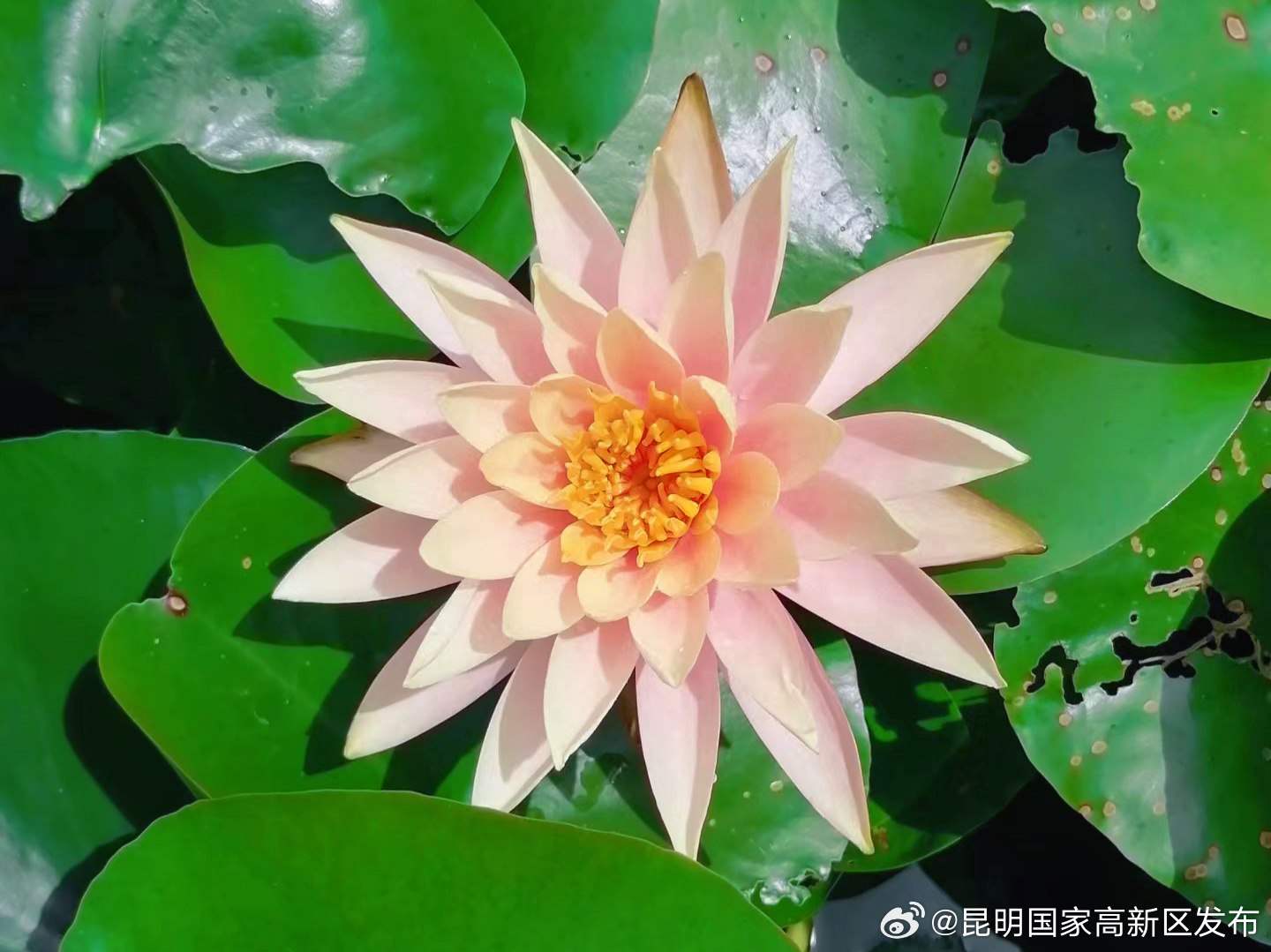 昆明国家高新区发布