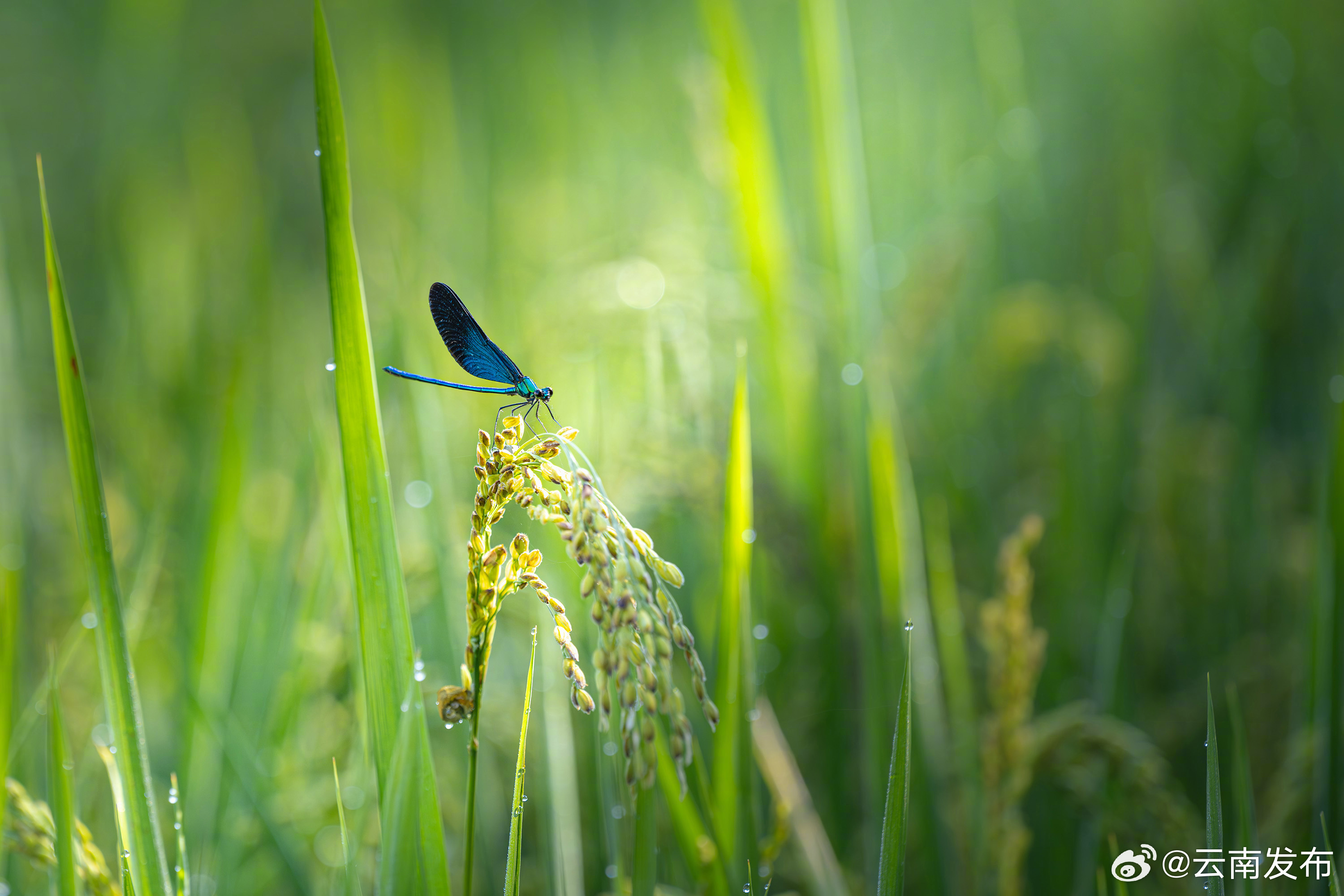 云南发布