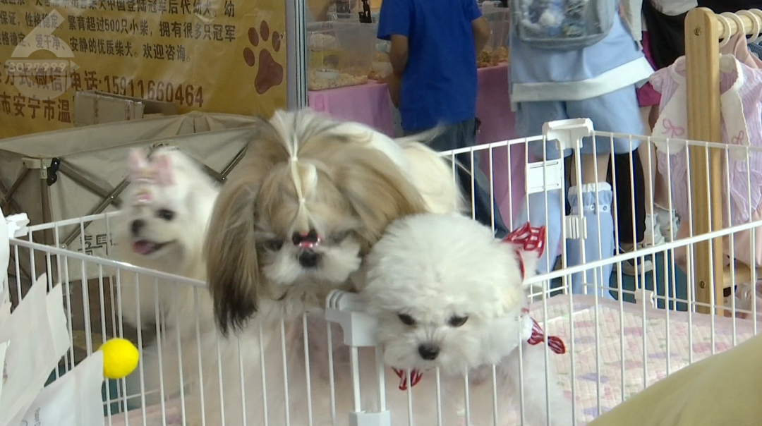 8099999街头巷尾微信