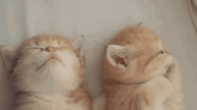 举手式睡姿为什么睡得香 