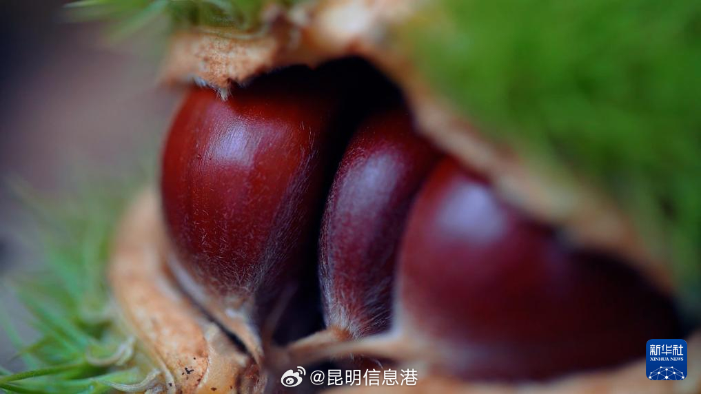 昆明信息港微博