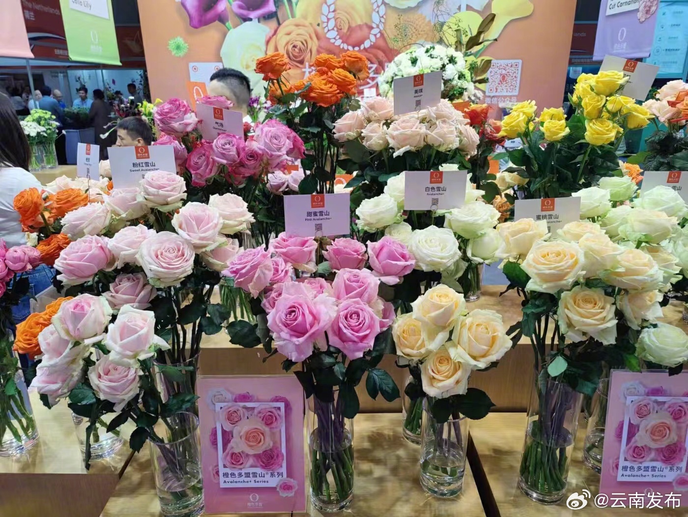 第二十二届中国昆明国际花卉展在昆举办