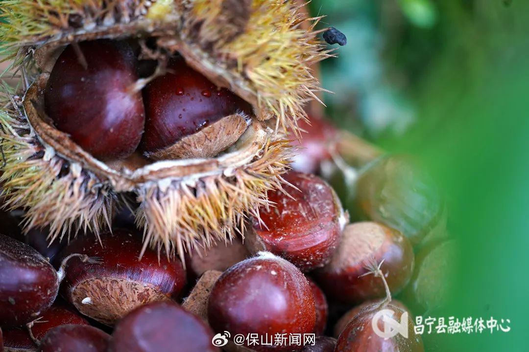 保山新闻网