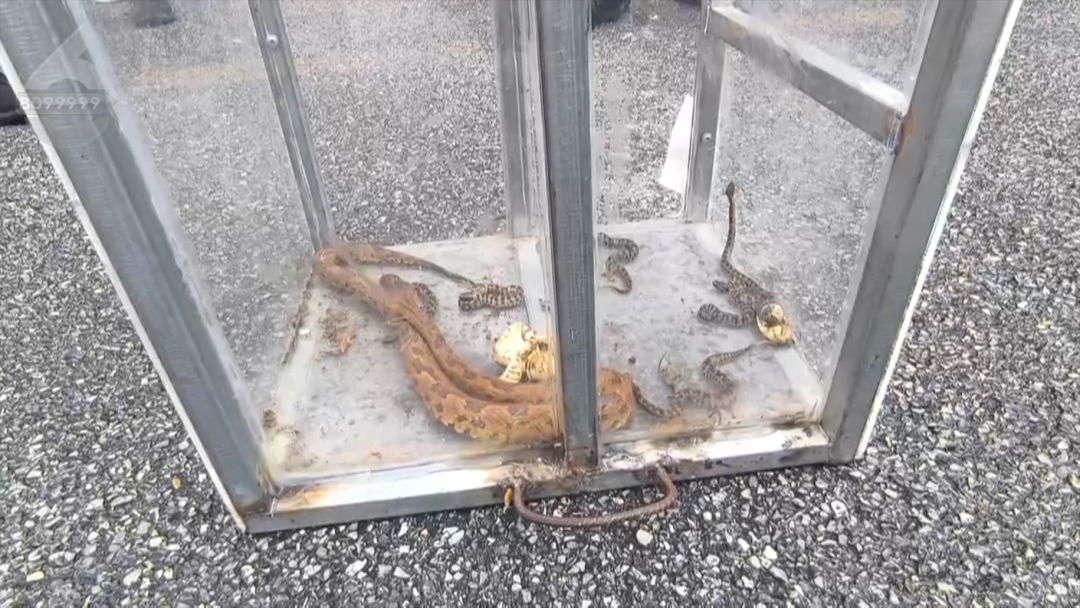 8099999街头巷尾微信