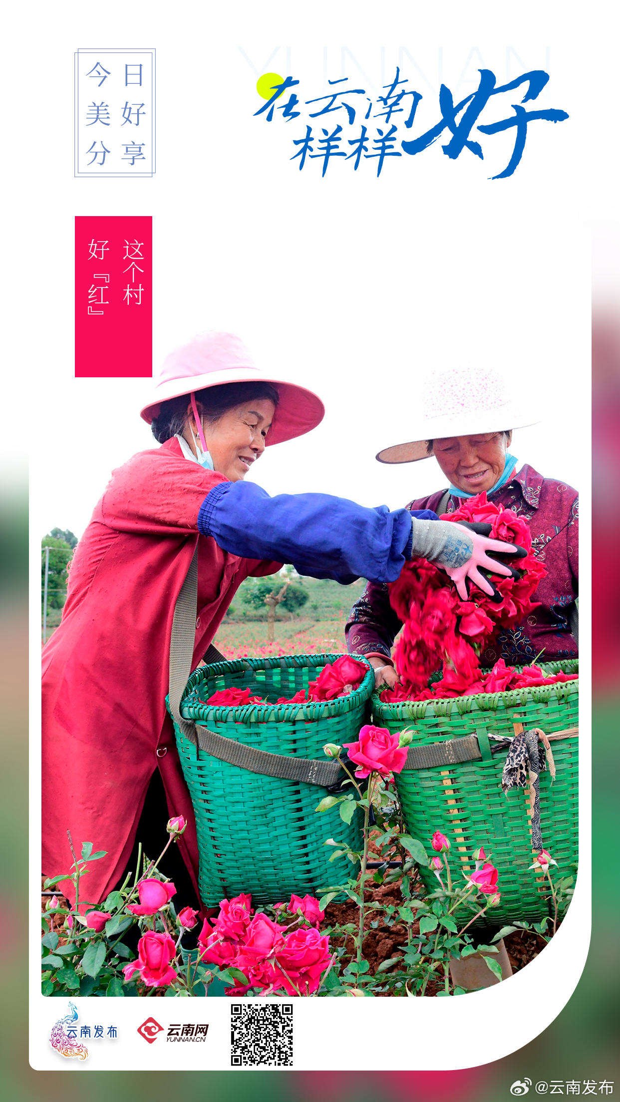 红河弥勒的小小玫瑰花，既美了村庄又富了百姓