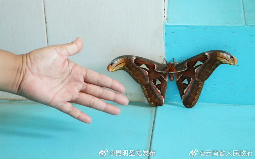 昆明盘龙发布