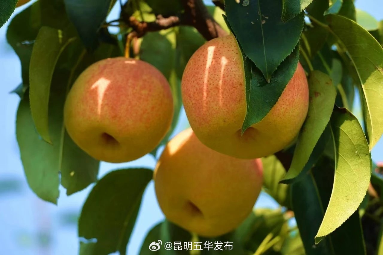 昆明五华发布