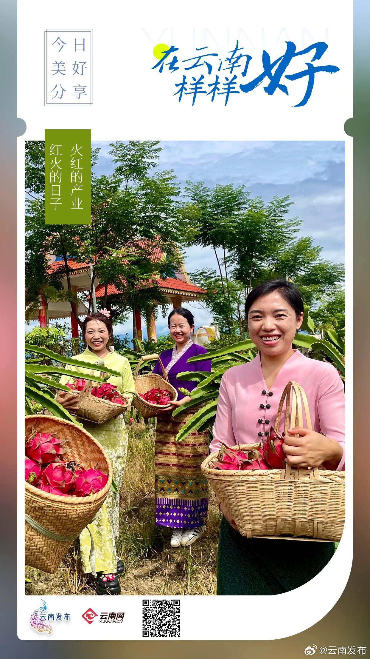 临沧的“火红产业”带来了红火的日子