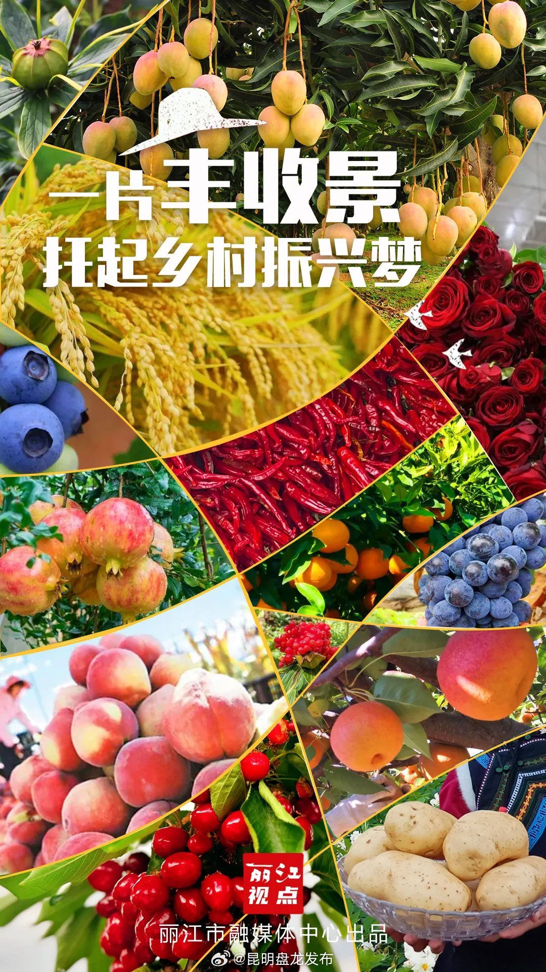 丽江视点｜一片丰收景 托起乡村振兴梦