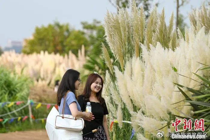 昆明草海畔秋意浓 荻花迎来观赏期
