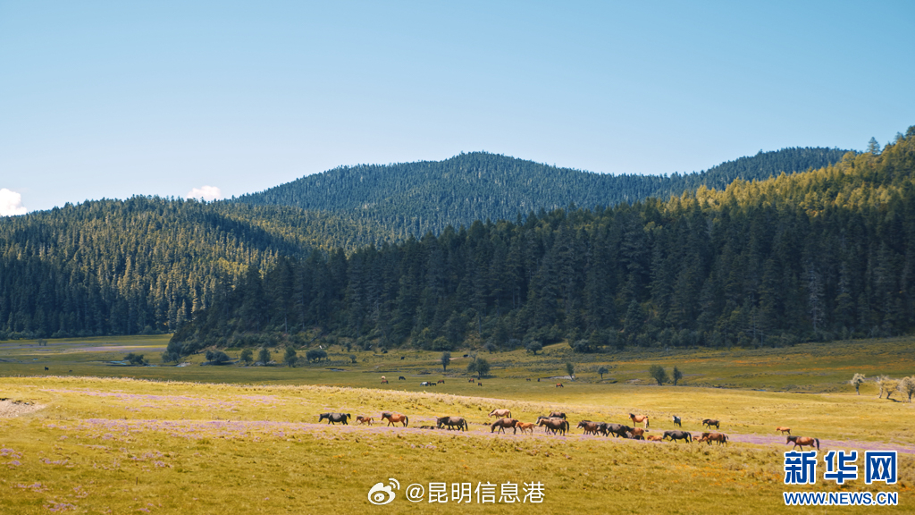 昆明信息港微博