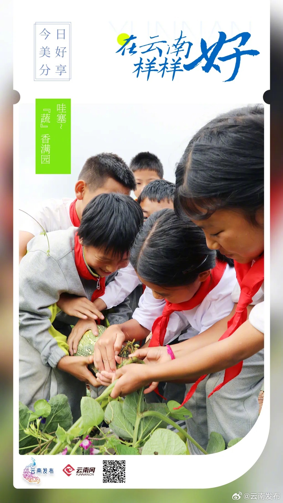 文山州的校园“小菜园”丰收啦~