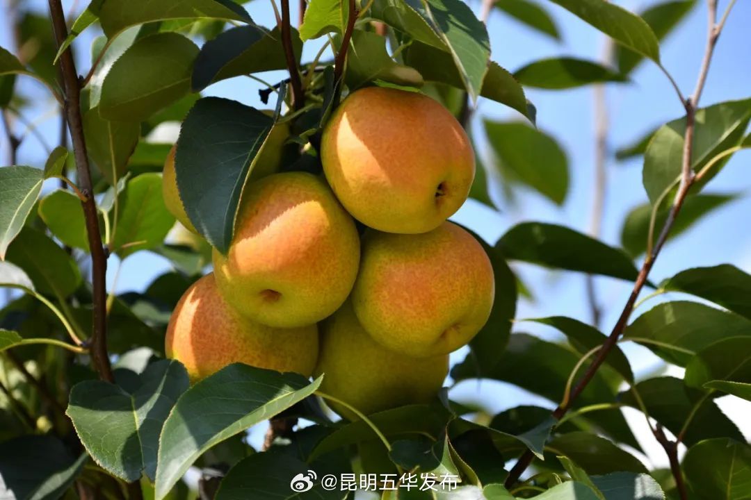 昆明五华发布