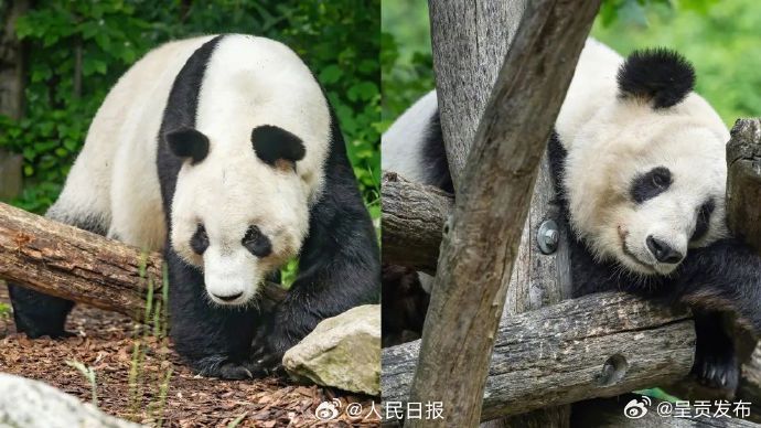 欢迎回家！2只旅奥大熊猫平安回国