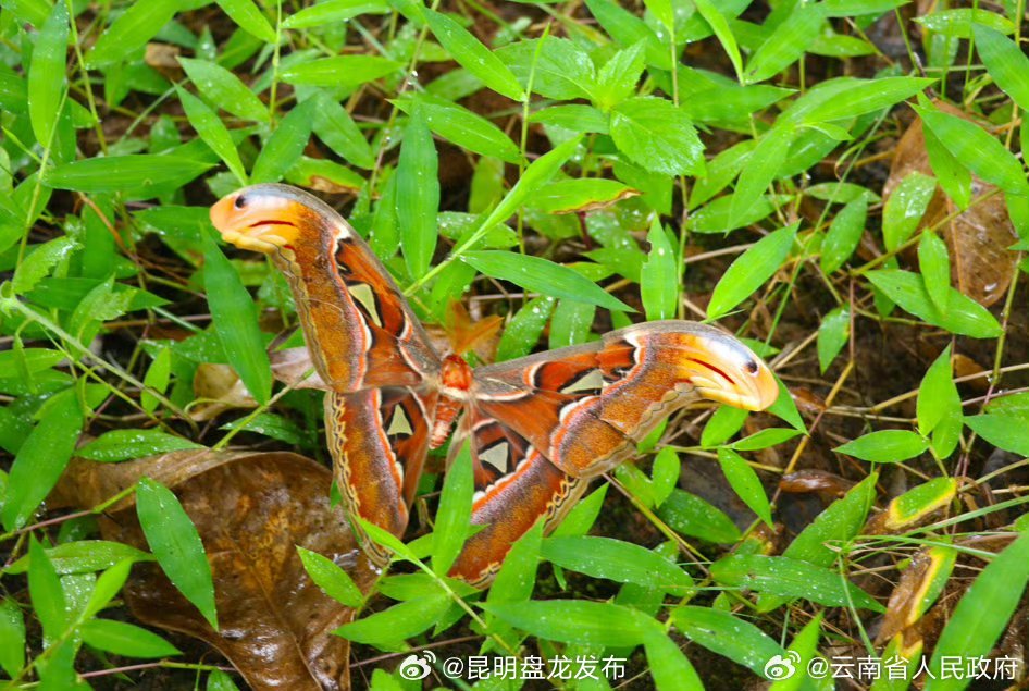昆明盘龙发布