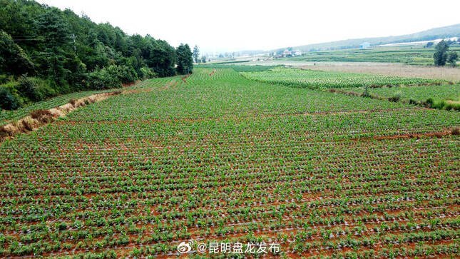 昆明盘龙发布