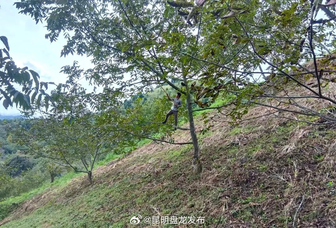 昆明盘龙发布