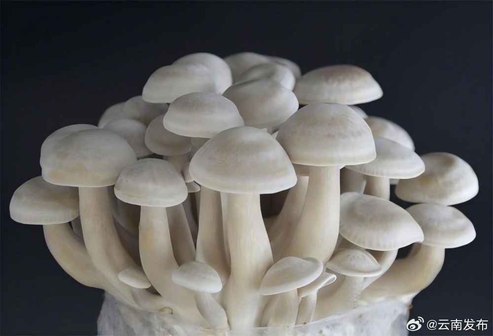 “中菌鹿茸菇1号”通过专家组鉴定