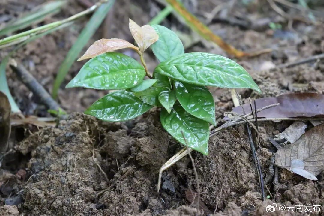 极小种群植物金花茶在文山进行野外回归