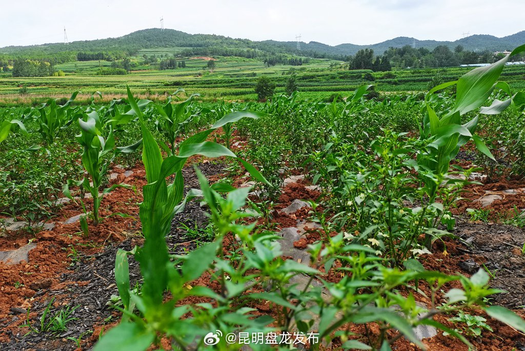 昆明盘龙发布