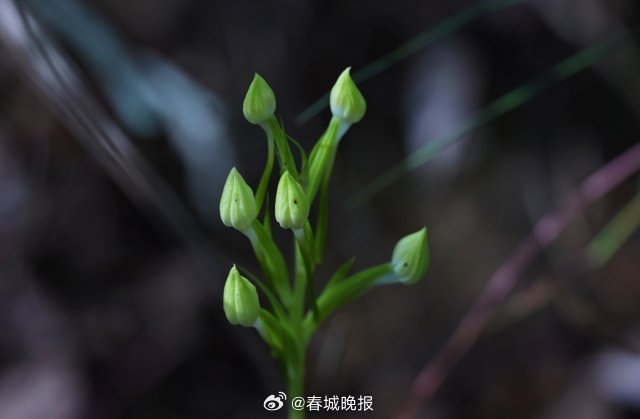 春城晚报