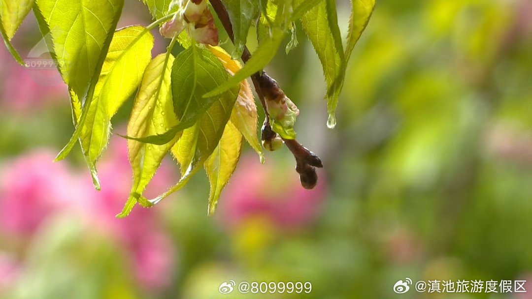 滇池旅游度假区