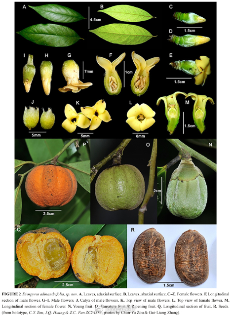 云南马关发现新物种杨桐柿
