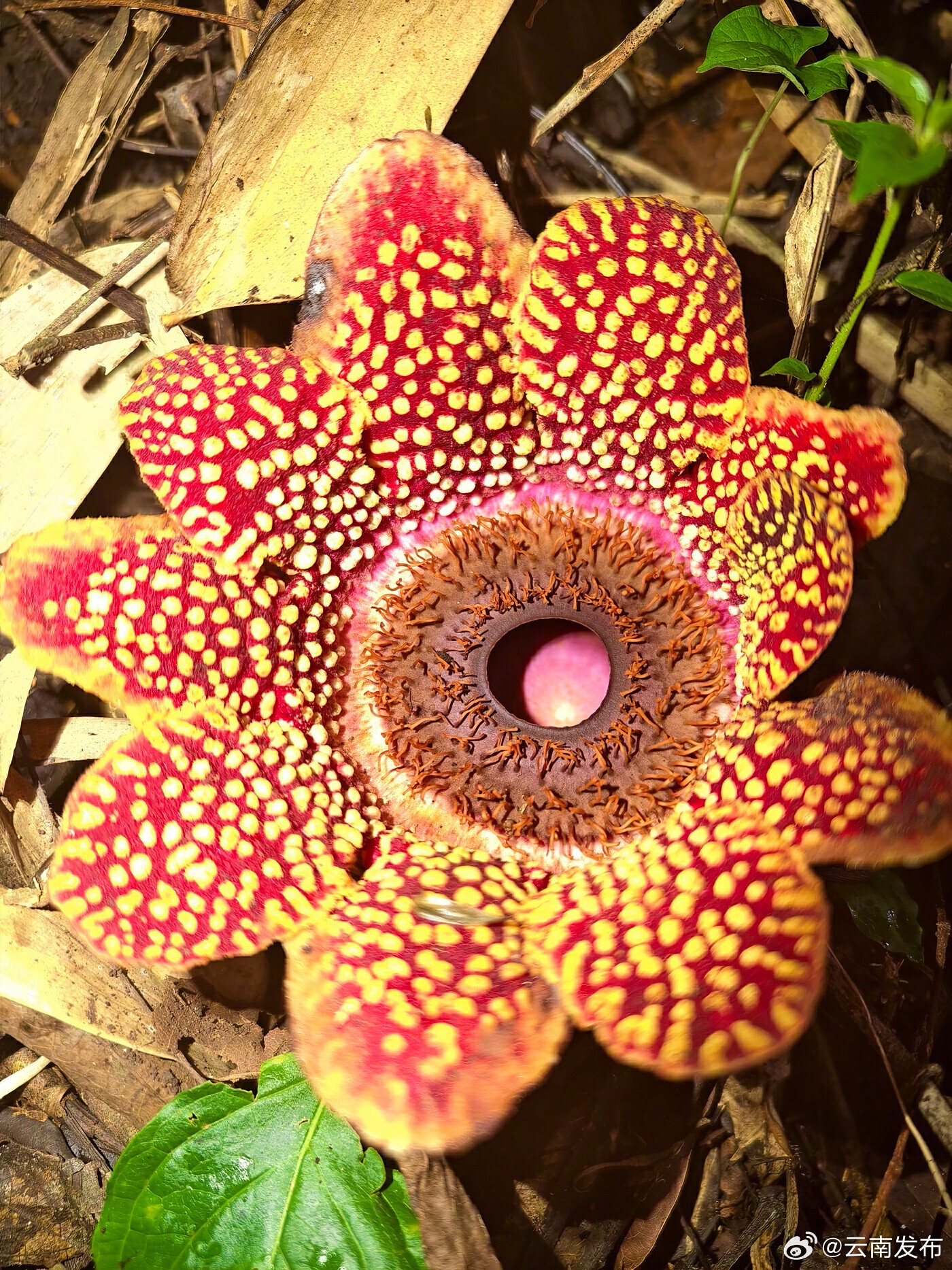 云南普洱发现珍稀寄生花