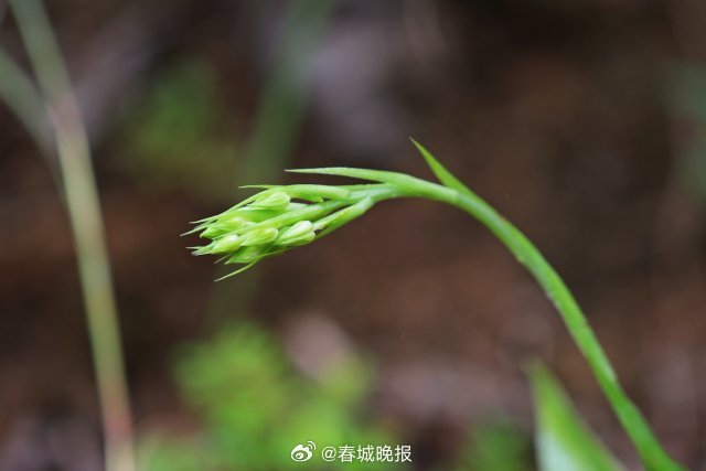 春城晚报