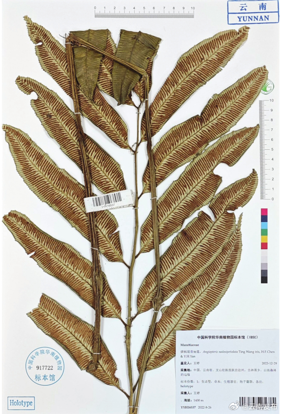 云南又添新物种