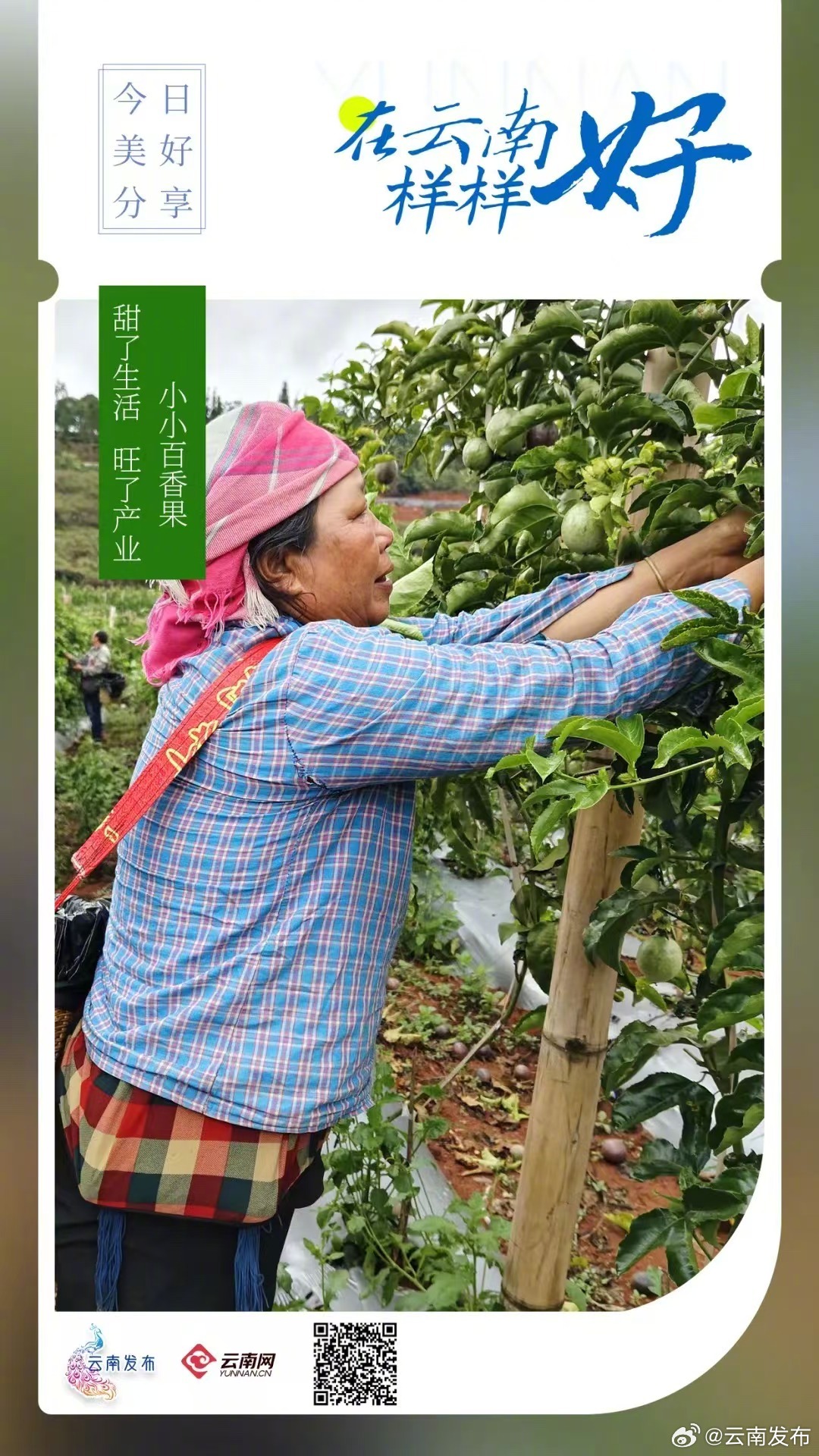 小小百香果，甜了生活，旺了产业！