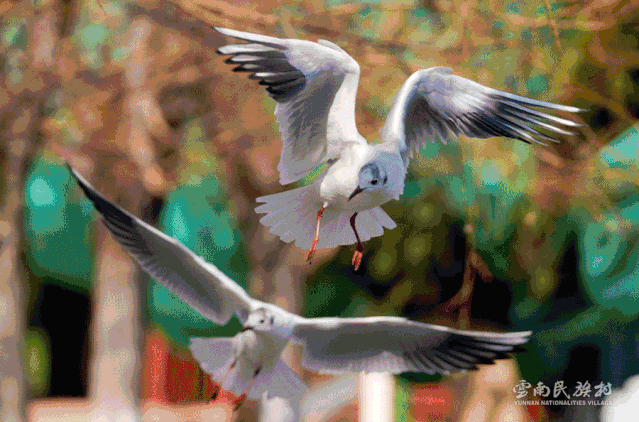 “鸥”遇民族风超值福利来袭！