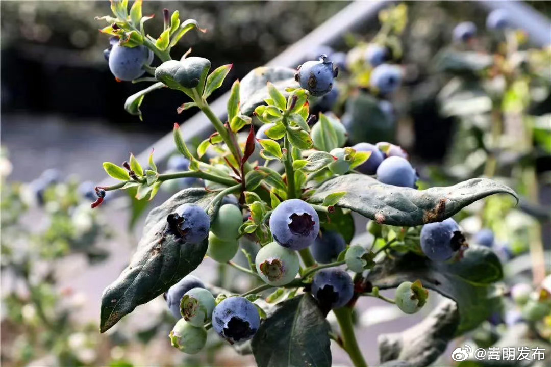 2023年以来,德宏农村劳动力转移就业稳定在37万人以上