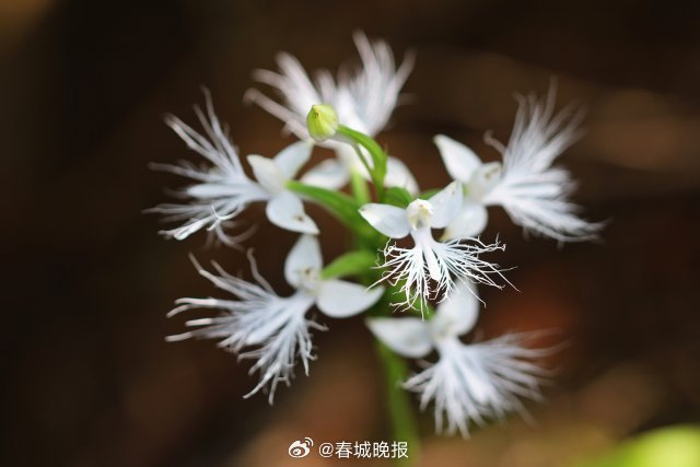 春城晚报