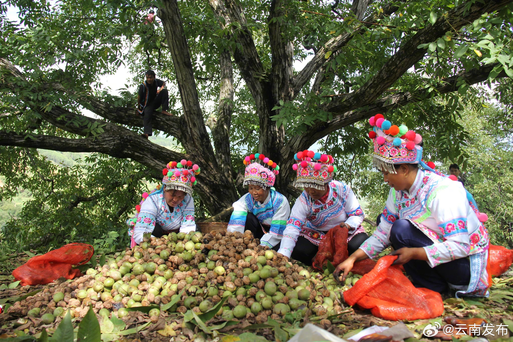 云南核桃产业3项指标全国第一