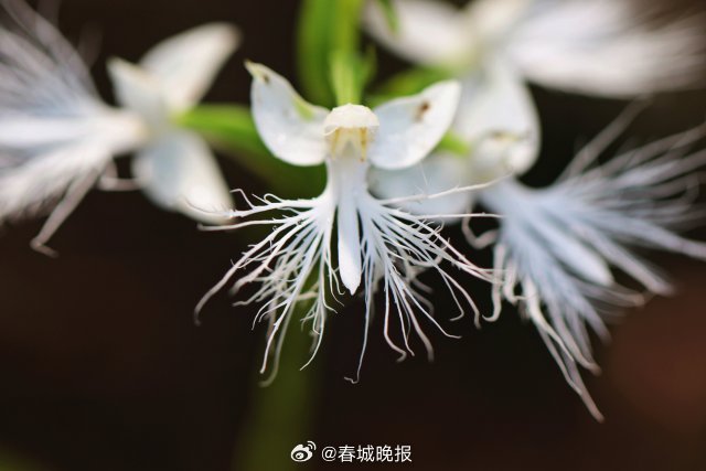 春城晚报