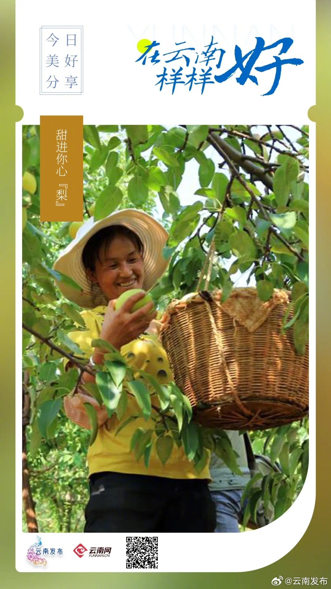 昆明呈贡宝珠梨丰收啦