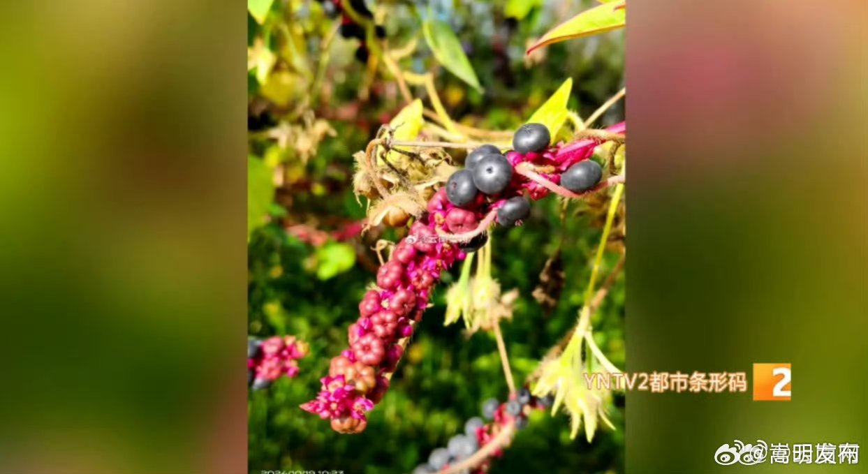 垂序商陆全株有毒，莫误食！