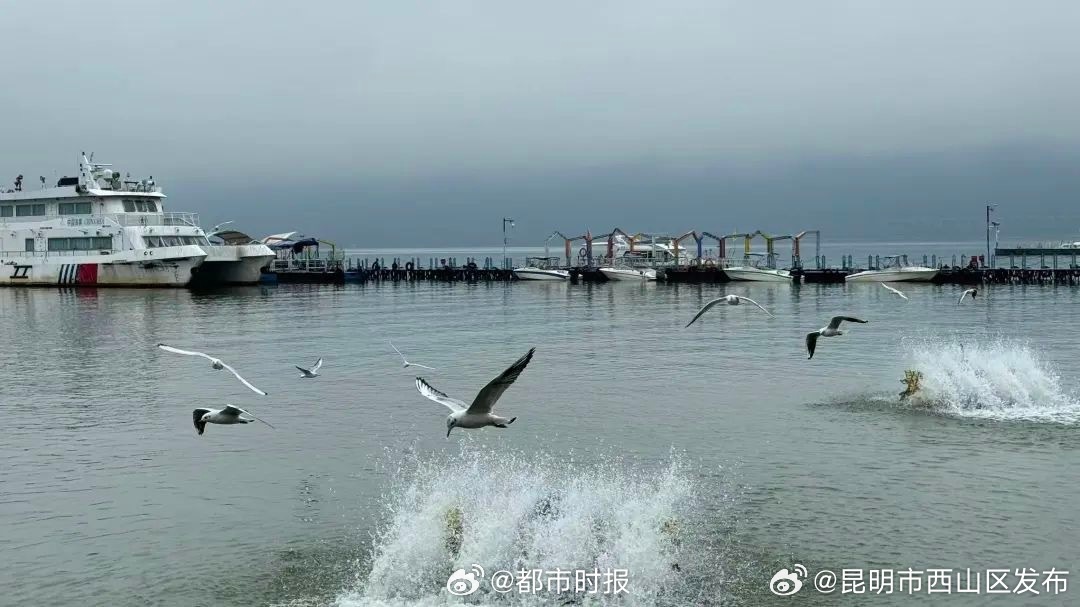 专家回应海埂东码头现红嘴鸥