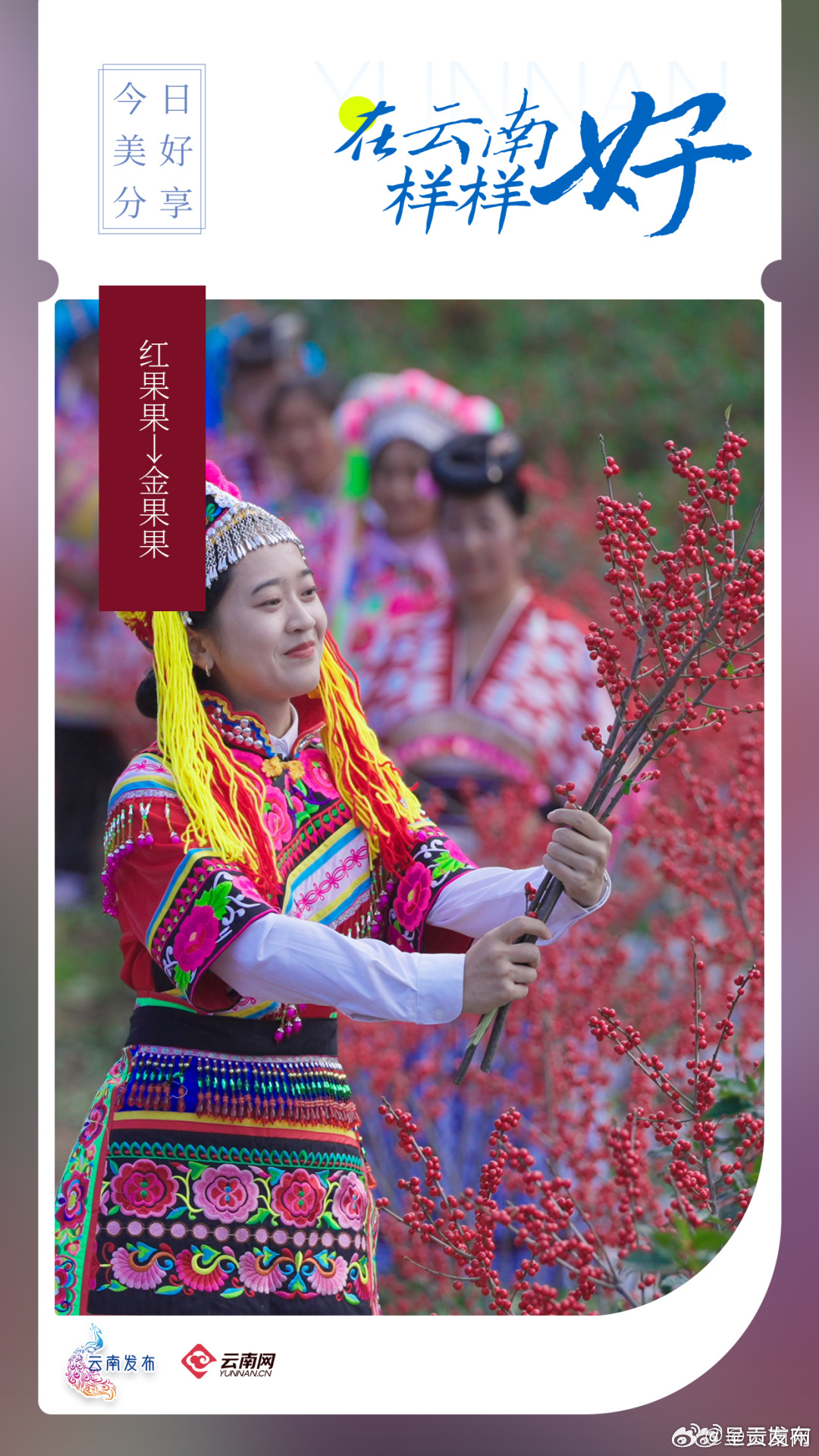 “红果果”→“金果果”丨在云南样样好