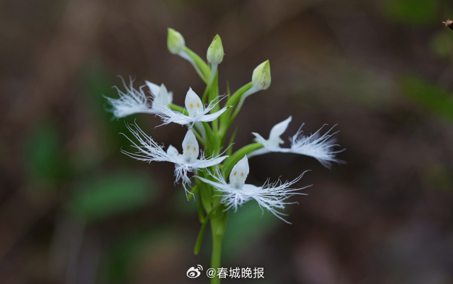 春城晚报