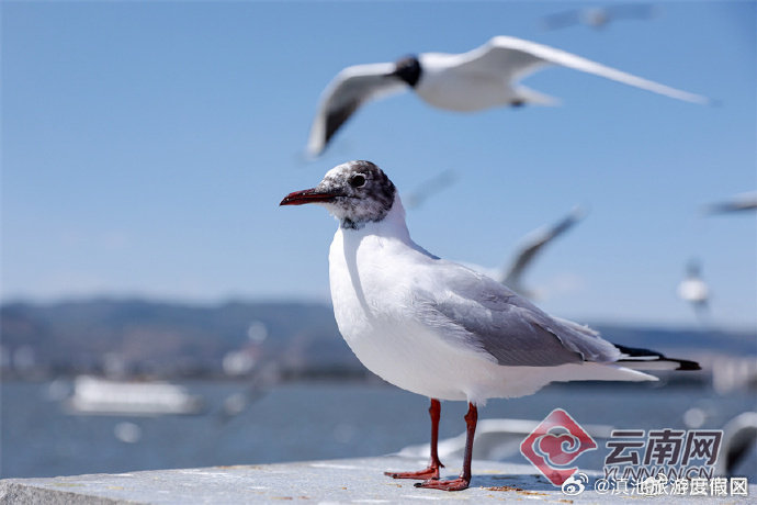 昆明公交将开通观鸥专线