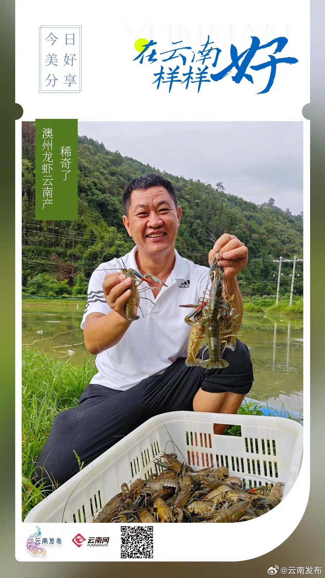 稀奇了！澳州龙虾云南产