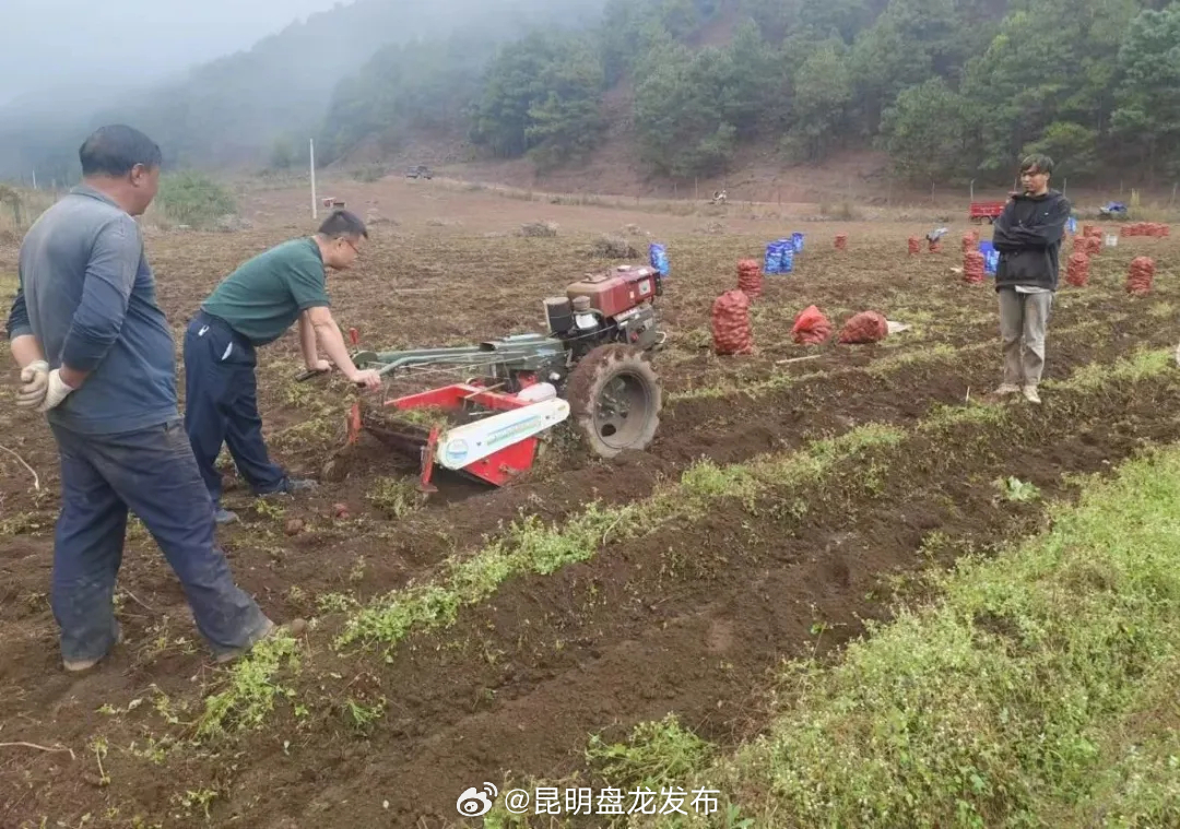 东山乡牦牛坪村： 紫心土豆迎丰收 乡村振兴见“薯”光