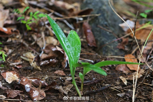 春城晚报