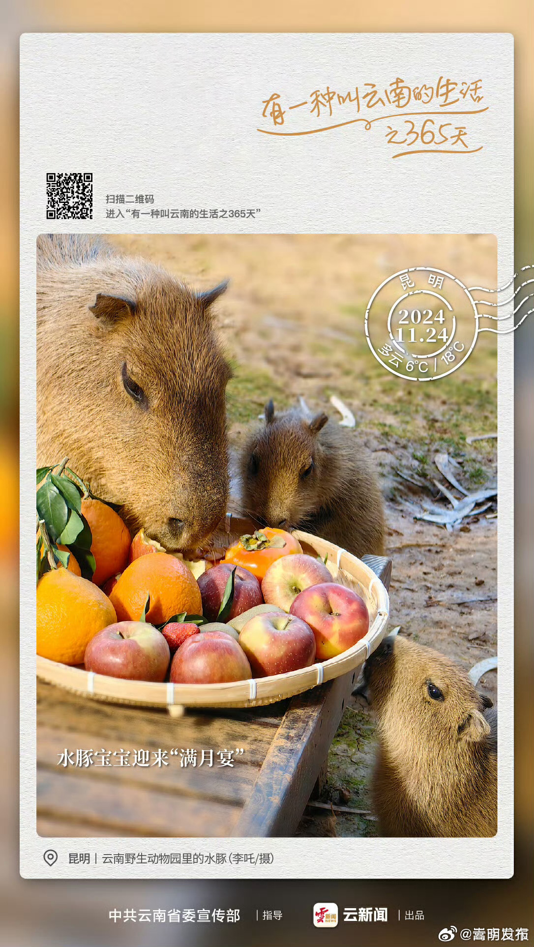 “卡皮巴拉”宝宝满月啦！——有一种叫云南的生活之365天 