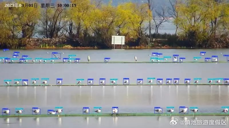 告别“人工统计”！仅需几十秒，AI智能鸟类监测技术就可统计出红嘴鸥数量