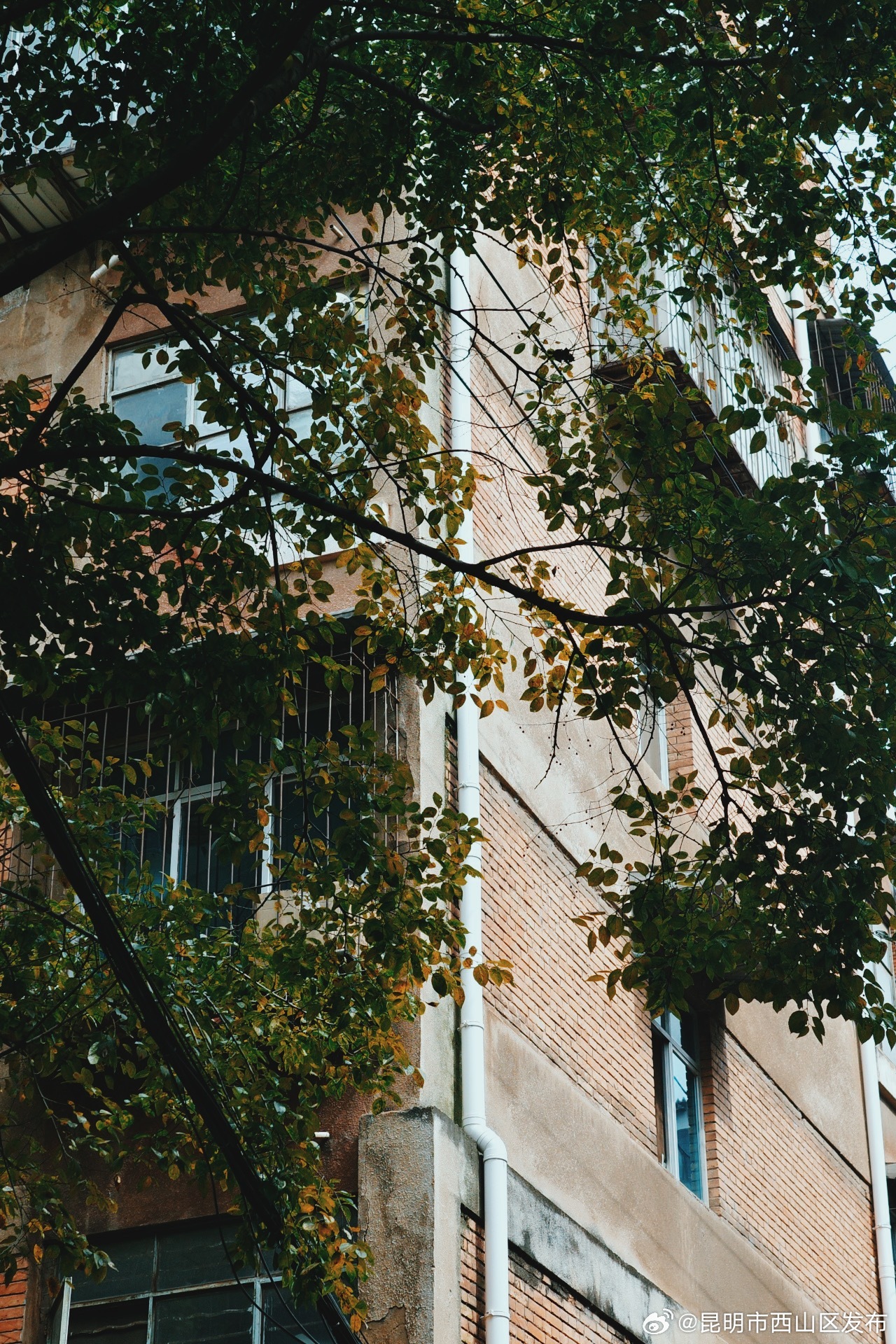 昆明市西山区发布