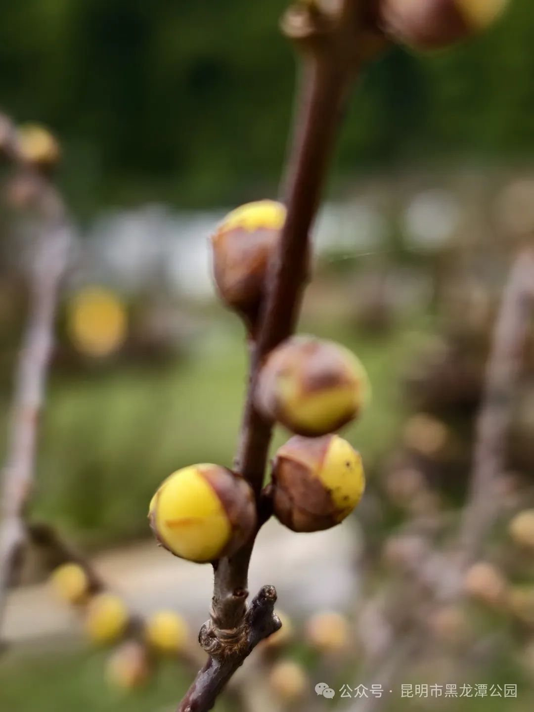 昆明市黑龙潭公园